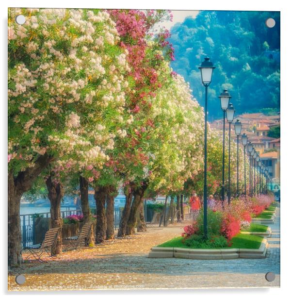 Blossom in Bellagio Acrylic by Philip Baines