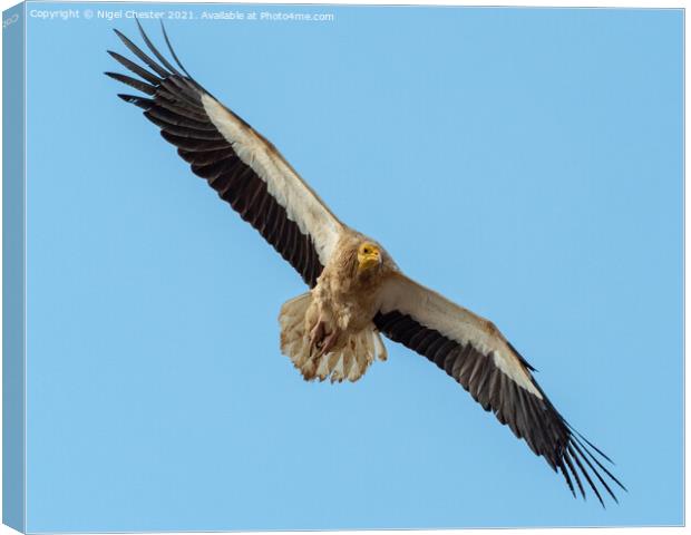 Egyptian Vulture Canvas Print by Nigel Chester
