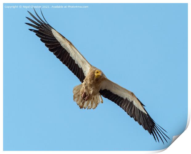 Egyptian Vulture Print by Nigel Chester