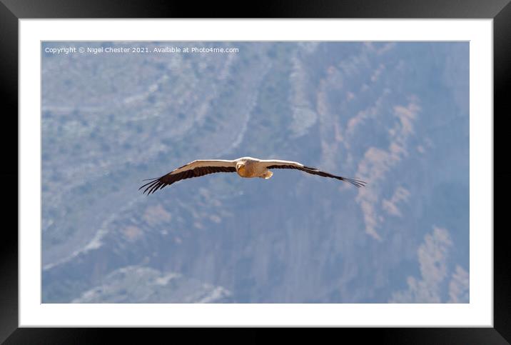 Egyptian Vulture in flight through the Jebal Shams gorge. Framed Mounted Print by Nigel Chester