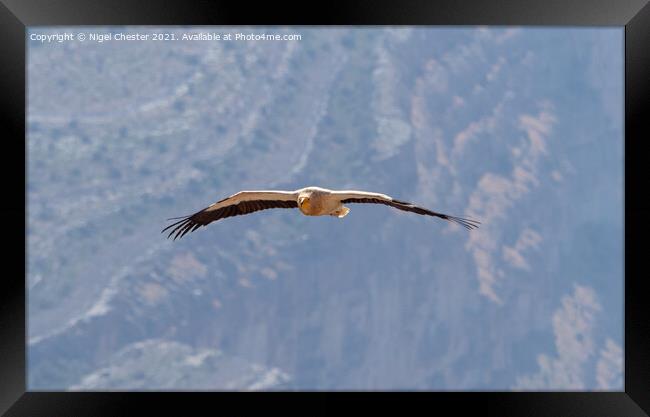 Egyptian Vulture in flight through the Jebal Shams gorge. Framed Print by Nigel Chester