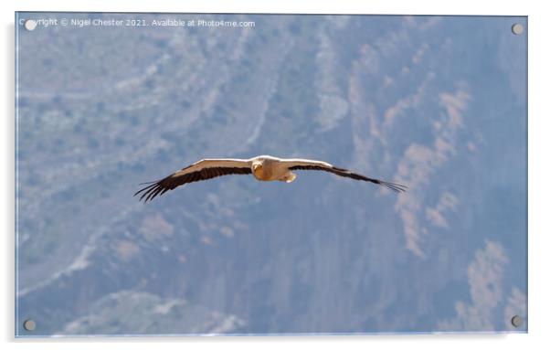 Egyptian Vulture in flight through the Jebal Shams gorge. Acrylic by Nigel Chester