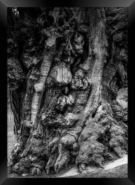 Spooky tree trunk Framed Print by Jules D Truman