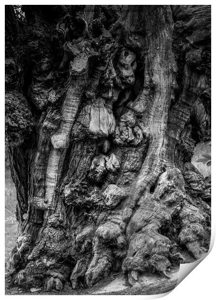 Spooky tree trunk Print by Jules D Truman