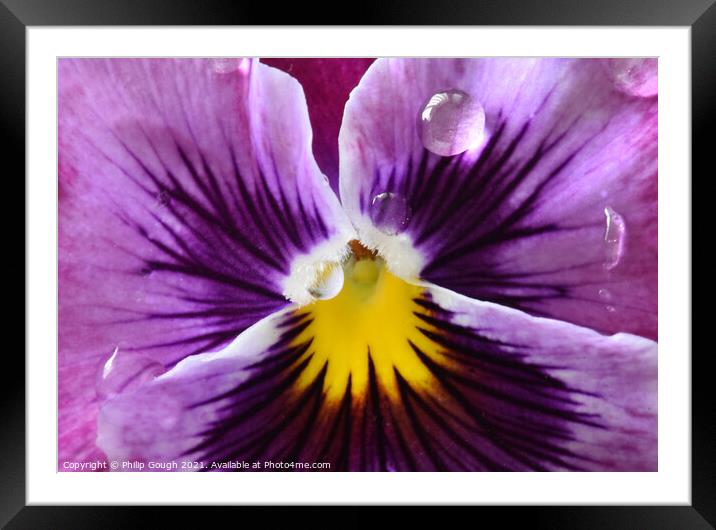 Pansy Macro Centre Framed Mounted Print by Philip Gough