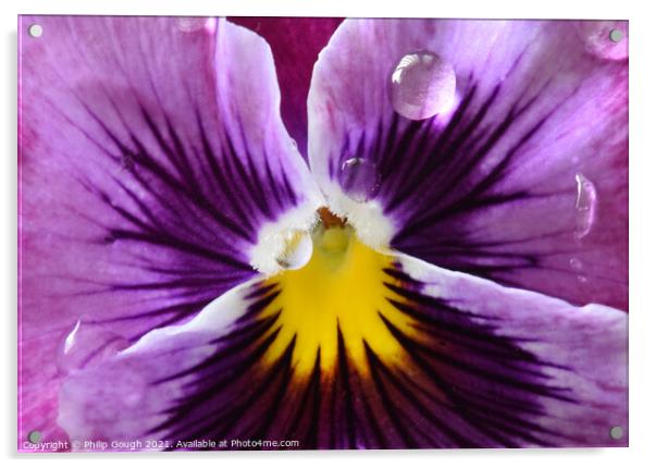 Pansy Macro Centre Acrylic by Philip Gough