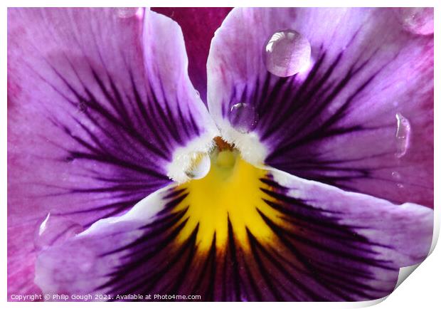 Pansy Macro Centre Print by Philip Gough