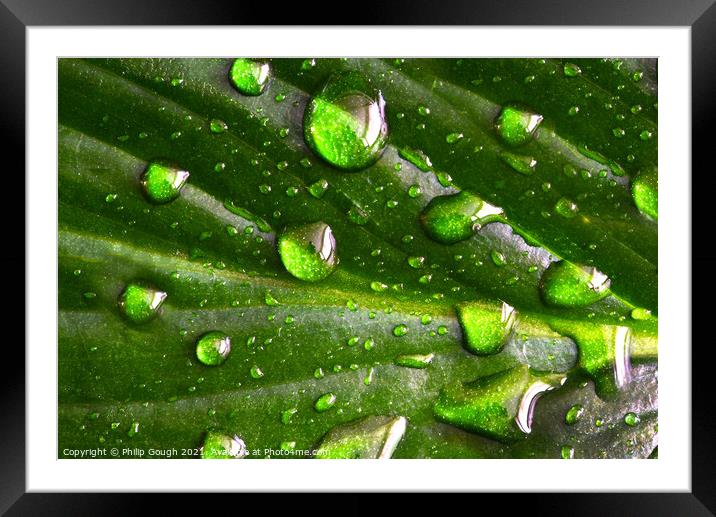 Plant leaf in Rain Framed Mounted Print by Philip Gough