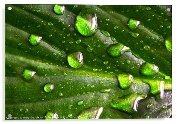 Plant leaf in Rain Acrylic by Philip Gough