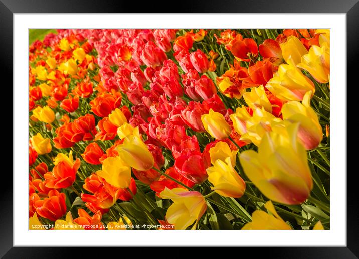 the blossoming of tulips in a park Framed Mounted Print by daniele mattioda