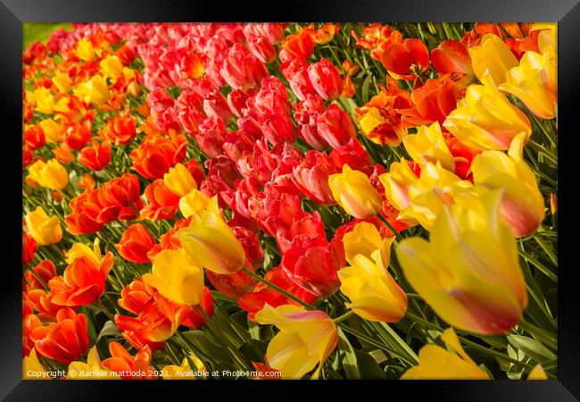 the blossoming of tulips in a park Framed Print by daniele mattioda