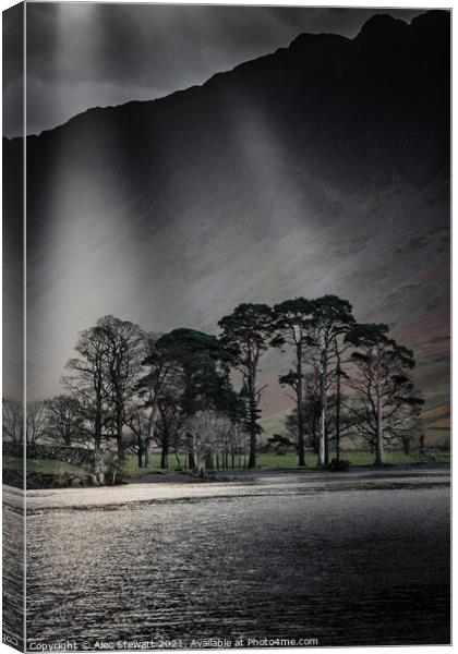 Trees at Buttermere Lake Canvas Print by Alec Stewart