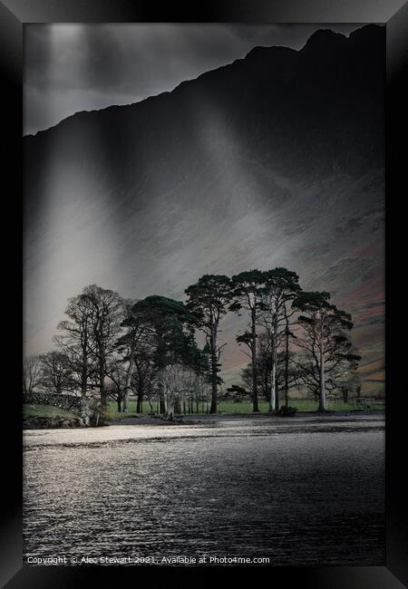 Trees at Buttermere Lake Framed Print by Alec Stewart