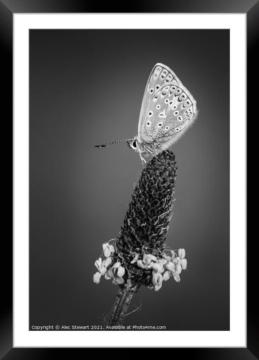 Common Blue Butterfly in Black and White Framed Mounted Print by Alec Stewart