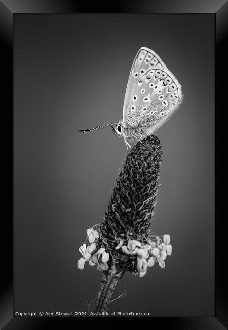 Common Blue Butterfly in Black and White Framed Print by Alec Stewart