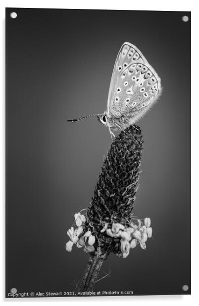 Common Blue Butterfly in Black and White Acrylic by Alec Stewart