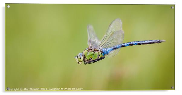 Emperor Dragonfly Acrylic by Alec Stewart