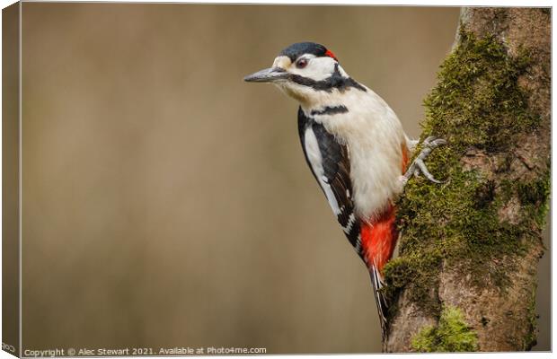 Great Spotted Woodpecker Canvas Print by Alec Stewart