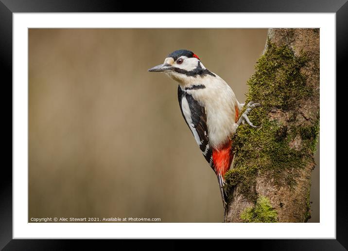 Great Spotted Woodpecker Framed Mounted Print by Alec Stewart