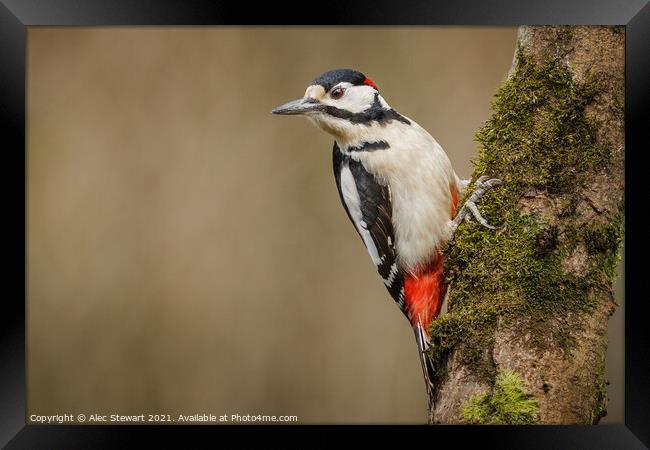 Great Spotted Woodpecker Framed Print by Alec Stewart