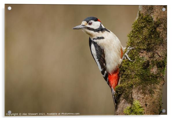Great Spotted Woodpecker Acrylic by Alec Stewart