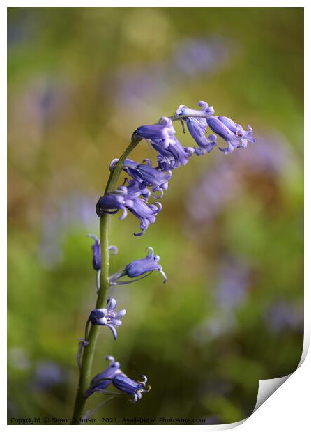 Plant flower Print by Simon Johnson