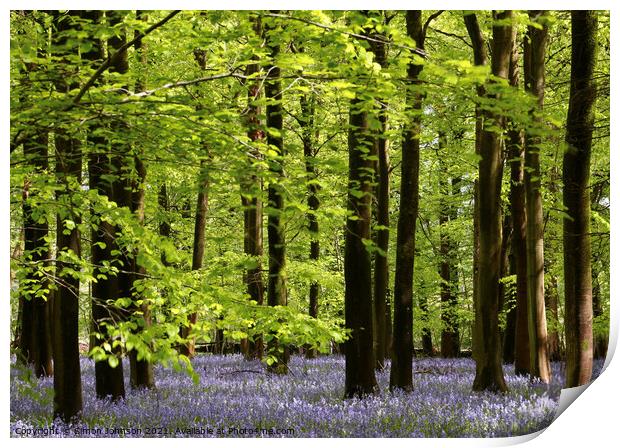 Bluebell Woodland Print by Simon Johnson