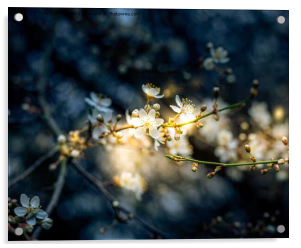 Cherry Blossom #1 Acrylic by Jules D Truman