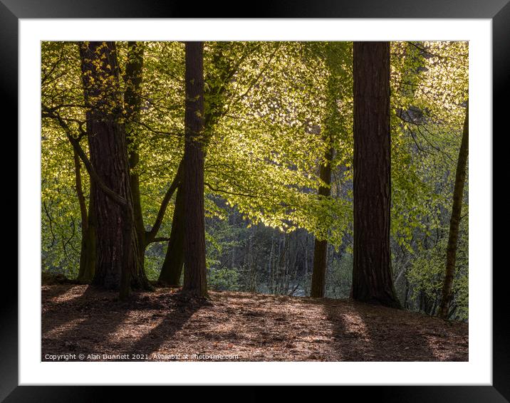 Sunlight through the trees Framed Mounted Print by Alan Dunnett