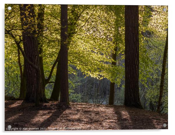 Sunlight through the trees Acrylic by Alan Dunnett
