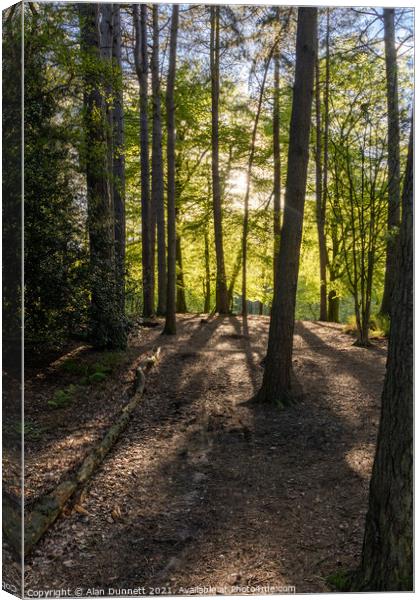 Forest light and long shadows Canvas Print by Alan Dunnett