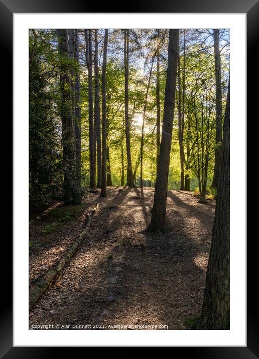 Forest light and long shadows Framed Mounted Print by Alan Dunnett