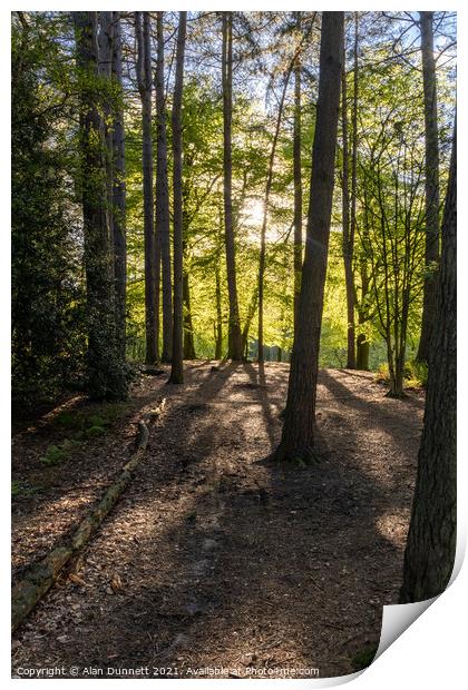 Forest light and long shadows Print by Alan Dunnett