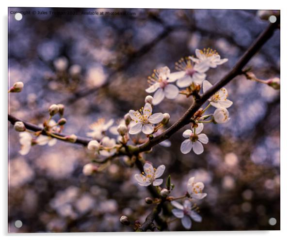 Cherry Tree Blossom #2 Acrylic by Jules D Truman