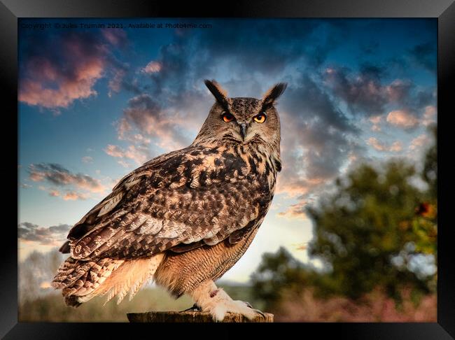 European Eagle Owl #1 Framed Print by Jules D Truman