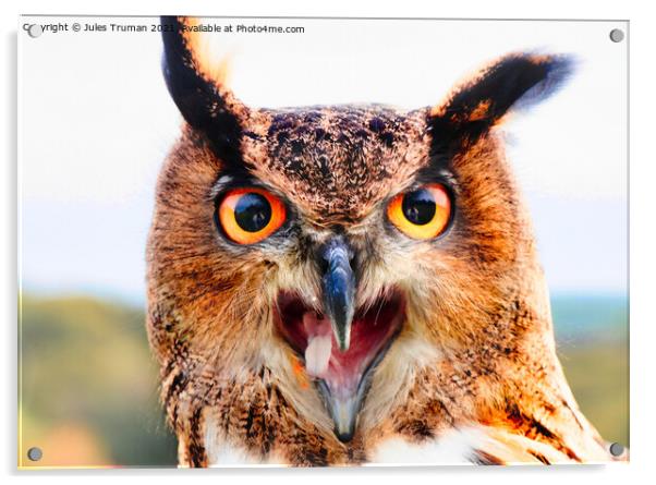 European Eagle Owl Acrylic by Jules D Truman