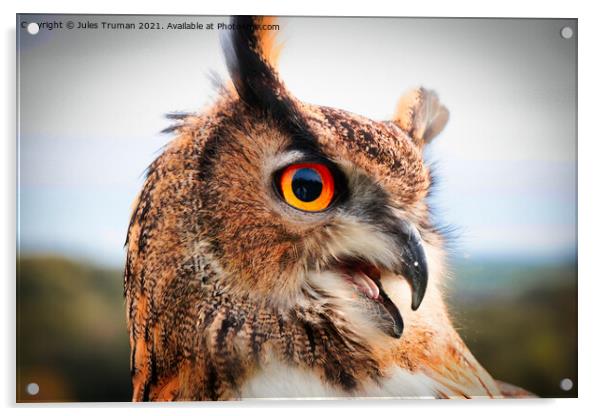 European Eagle Owl #3 Acrylic by Jules D Truman