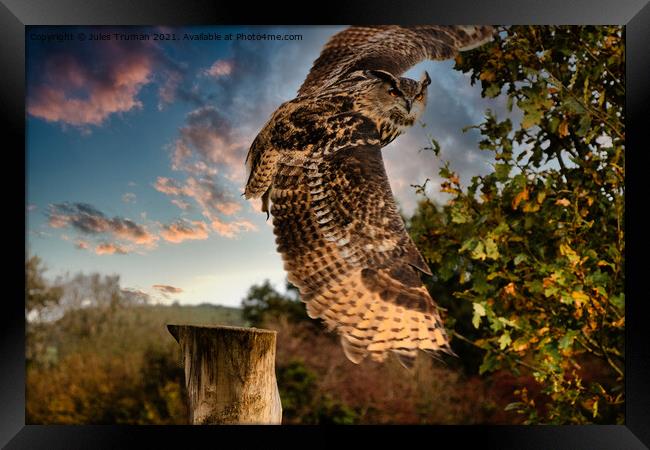European Eagle Owl in flight Framed Print by Jules D Truman