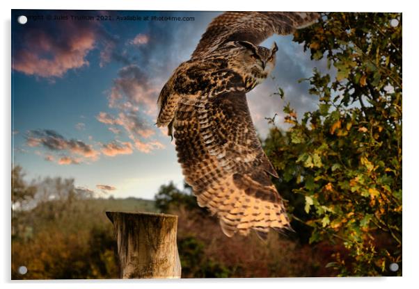European Eagle Owl in flight Acrylic by Jules D Truman