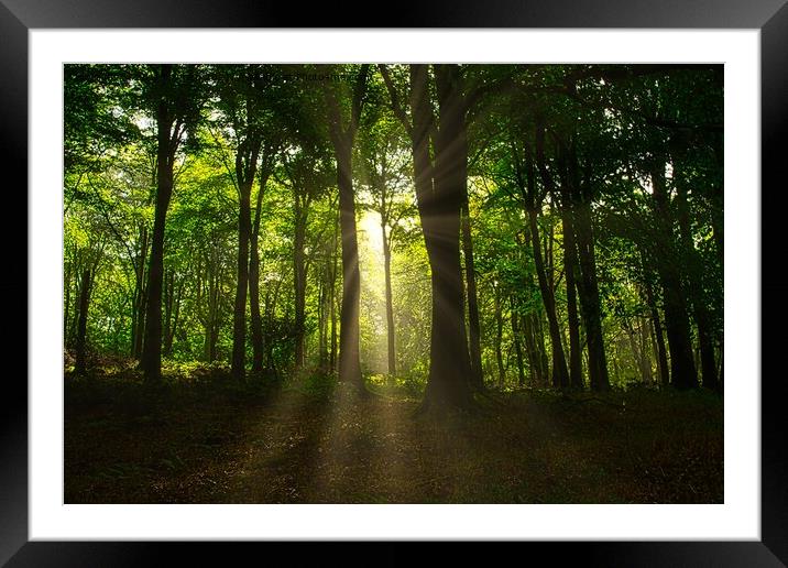 Sunbeams through the forest #1 Framed Mounted Print by Jules D Truman