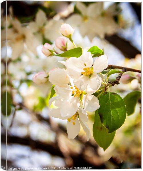 Natural Bouquet - White Crabapple Blossoms Canvas Print by STEPHEN THOMAS