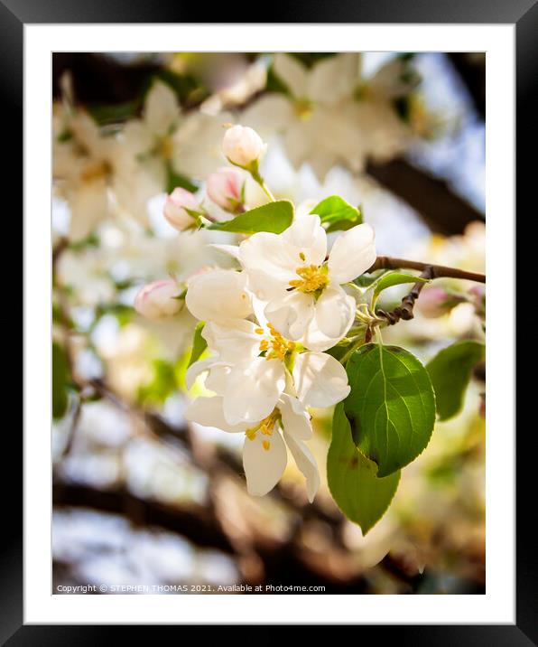 Natural Bouquet - White Crabapple Blossoms Framed Mounted Print by STEPHEN THOMAS