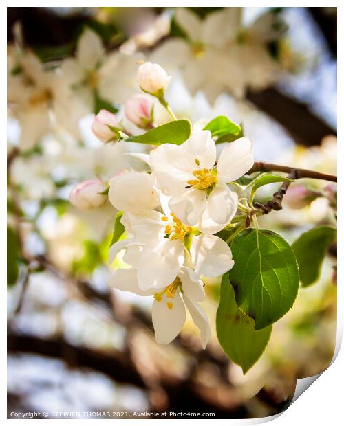Natural Bouquet - White Crabapple Blossoms Print by STEPHEN THOMAS