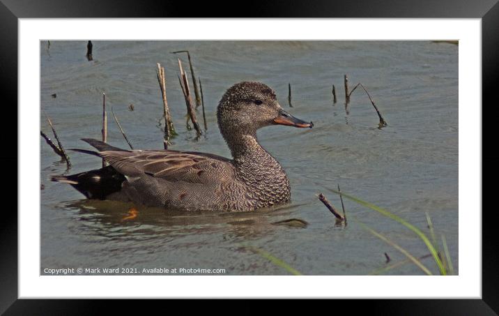 Duck on the Water. Framed Mounted Print by Mark Ward