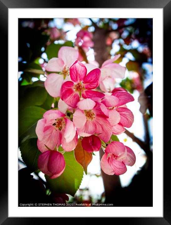Pink Crabapple Blossoms Framed Mounted Print by STEPHEN THOMAS