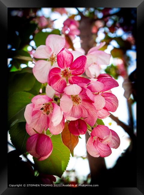 Pink Crabapple Blossoms Framed Print by STEPHEN THOMAS
