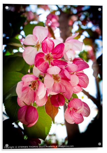 Pink Crabapple Blossoms Acrylic by STEPHEN THOMAS