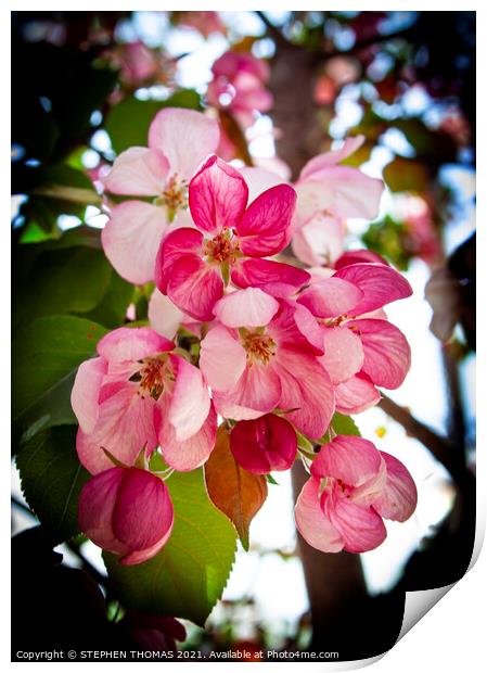 Pink Crabapple Blossoms Print by STEPHEN THOMAS