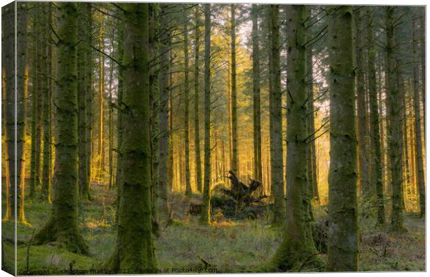 Sunset through the forest Drumlanrig Castle Scotland Canvas Print by christian maltby
