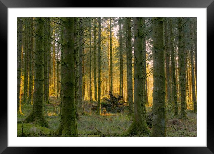 Sunset through the forest Drumlanrig Castle Scotland Framed Mounted Print by christian maltby